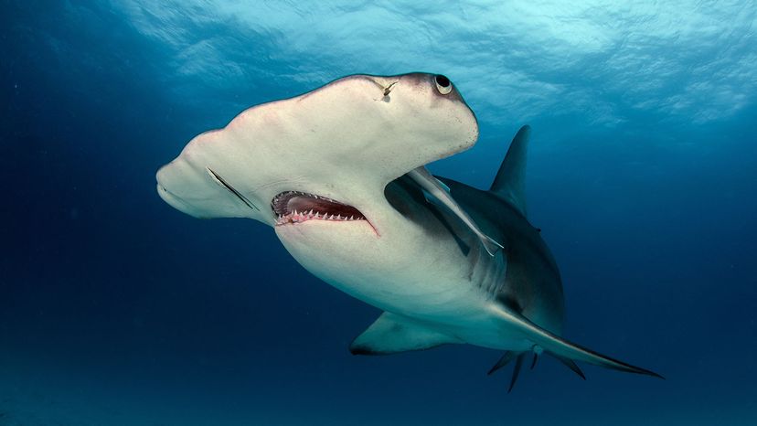 The great hammerhead shark is, without doubt, one of evolution's oddest-looking creatures, with an eye on each side of its head.&nbsp; Tomas Kotouc/Shutterstock