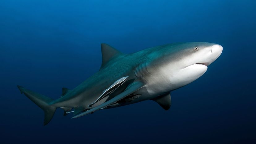 This bull shark, on Protea Banks in South Africa, looks a bit perturbed and worthy of avoidance. Tomas Kotouc/Shutterstock