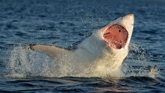 10 Biggest Sharks in the World