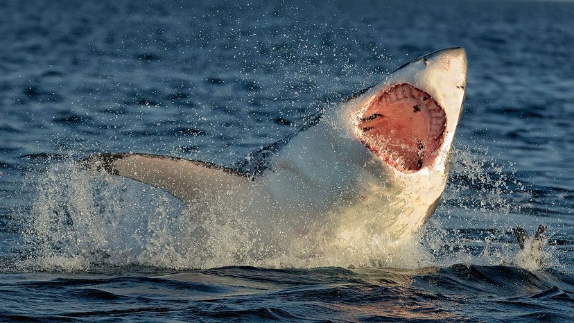 A great white shark (Carcharodon carcharias) breaches in attack mode. Though the great white is the face of the scary shark to most people, it is not the world's biggest shark. Sergey Uryadnikov/Shutterstock