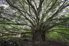 banyan tree