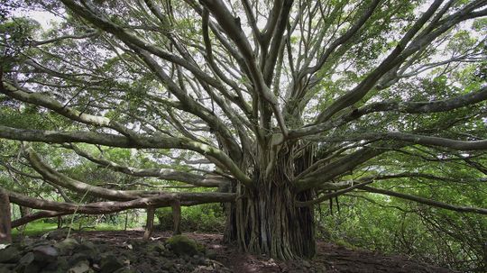 What is the biggest family tree ever assembled?