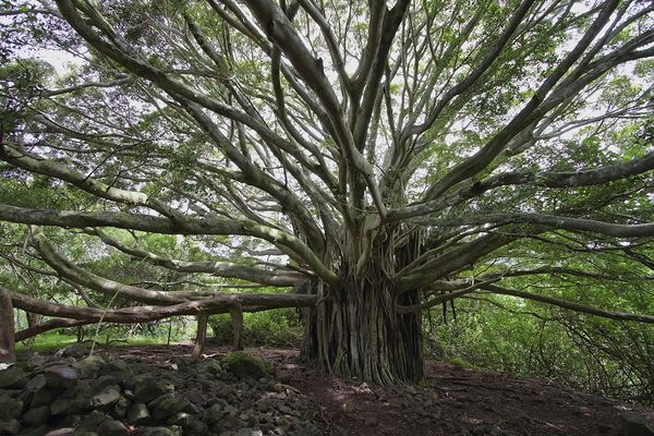 banyan tree