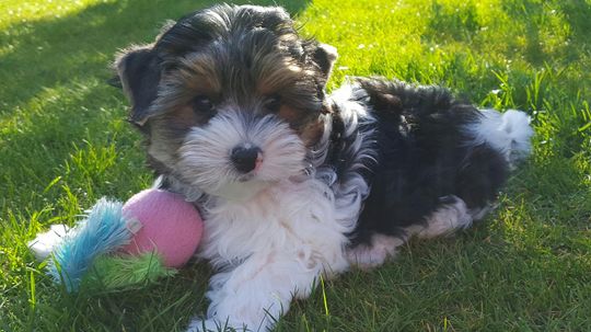 The Biewer Terrier Just Became the AKC's Latest Breed