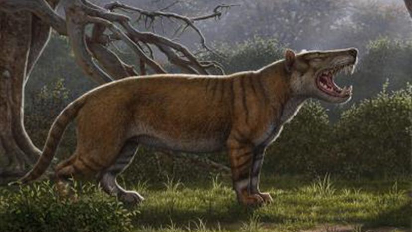 Simbakubwa kutokaafrika, big cat	