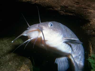 Undersea wildlife of majestic fish in nature.