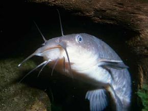 海底野生动物的雄伟的鱼在自然界中。”width=