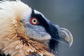 胡子秃鹫在被猎杀到濒临灭绝后，面临着基因库有限的危险。查看更多鸟类图片。＂width=
