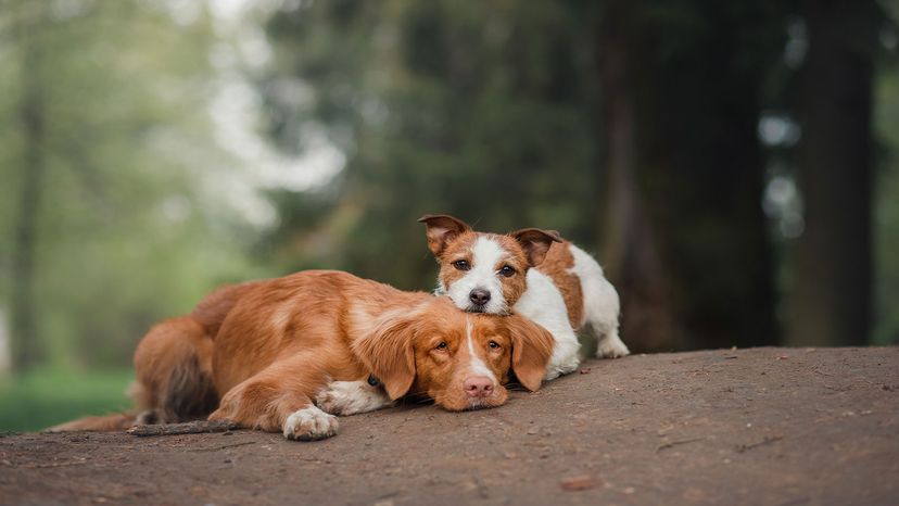 how long do obese dogs live