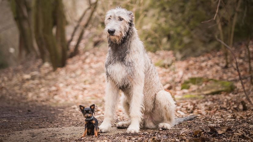 which dog lives the longest