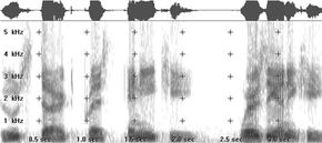 Speaker recognition systems use spectrograms to represent human voices.