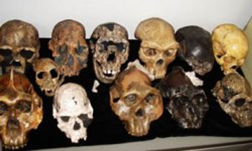 The Ultimate Bioarchaelogy Quiz