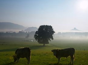 生物动力农民认为，各种动物的生命是重要的。＂border=