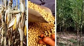 Corn stocks, soy beans, and a wooded area.&nbsp;