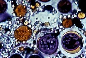 Microalgae under a microscope.&nbsp;