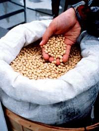 A hand reaching in to a barrel full of soy beans.&nbsp;