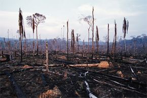 Slash and burn deforestation in the Amazon Basin circa June 2001. A decade later, Brazilian rates of deforestation have dropped sharply.