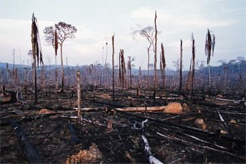 Deforestation in Brazil