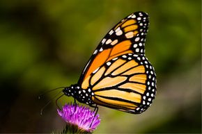 A monarch touches down in the ecosystem of this purple thistle flower. See more insect pictures.
