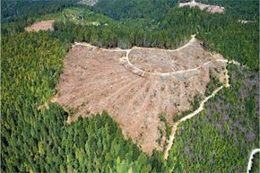 Practices like clear-cutting have helped to drastically amp up the extinction rate.