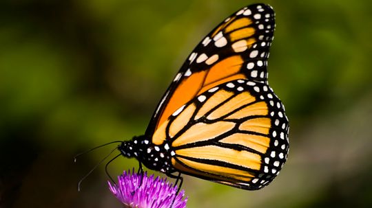 How does biodiversity help an ecosystem?