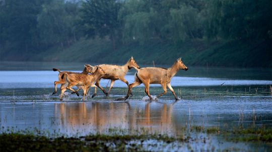 尽管粗略的记录,中国将主持即将到来的联合国生物多样性大会”border=