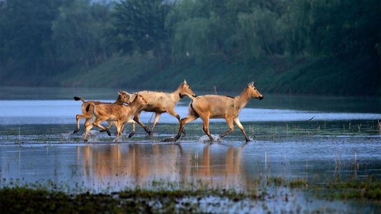 Despite Sketchy Record, China Will Preside Over Upcoming U.N. Biodiversity Conference