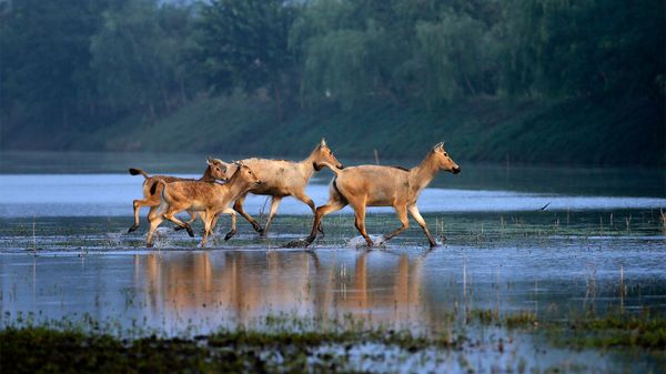 尽管粗略的记录,中国将主持即将到来的联合国生物多样性大会”border=