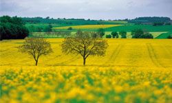 Rapeseed has a high oil content, which means it can generate more energy when burned.