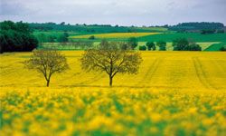 rapeseed field