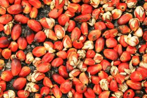 Palm seed oil is a great candidate for large-scale biofuel producers, because it creates such energy-dense biofuel.
