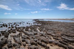 When microbial biofilms bind together sedimentary grains, they can form stromatolites such as these on the coast of Australia.
