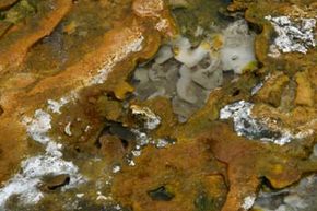 Biofilms often grow as algae around hot springs, creating a display of bright colors.