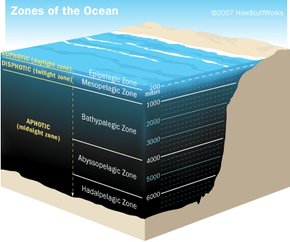 Bioluminescent animals live primarily in regions of the ocean that don't get much sunlight.