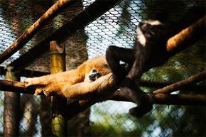 研究其他灵长类动物，比如这些成熟的雌性长臂猿(左)和雄性长臂猿(右)，也可以揭示人类行为。＂border=