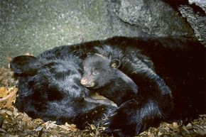 Bears depend on seasonal circadian rhythms to tell them when to hibernate for the winter -- and when to come out.