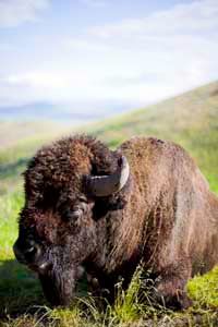 Bison were nearly hunted to extinction by the end of the 19th century. See more pictures of mammals.