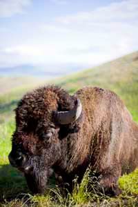 American bison