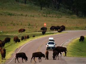 bison herd