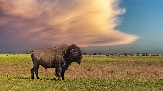 What brought bison back from the brink of extinction?