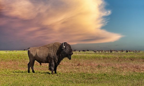 Bison Extinction