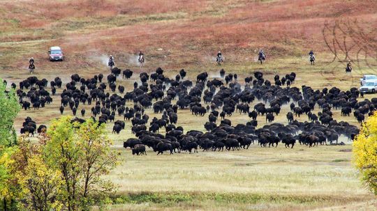 Bison Roundup Evokes Images of the Wild West