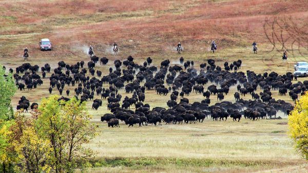 Animal roaming in grassy outdoor landscape.