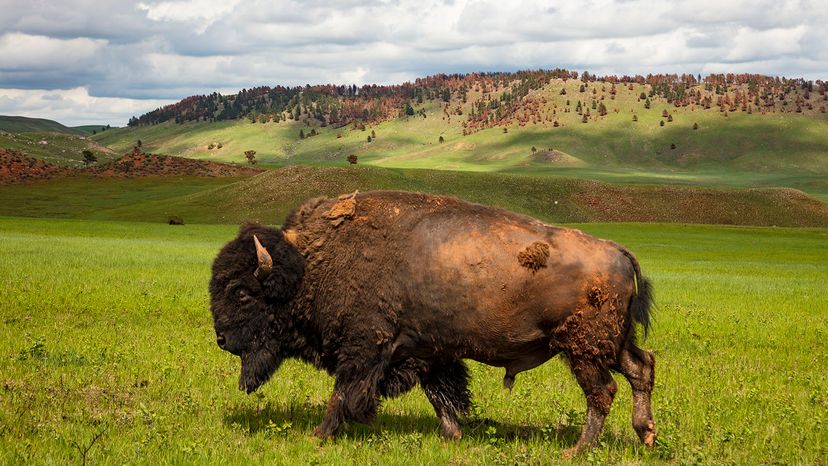 buffalo roundup