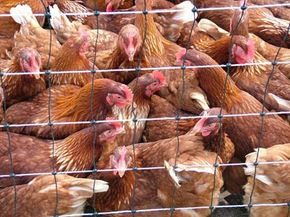 Avian flu H5N1 has become common in Asian poultry. Officials believe open-air poultry markets lead to the spread of the disease.