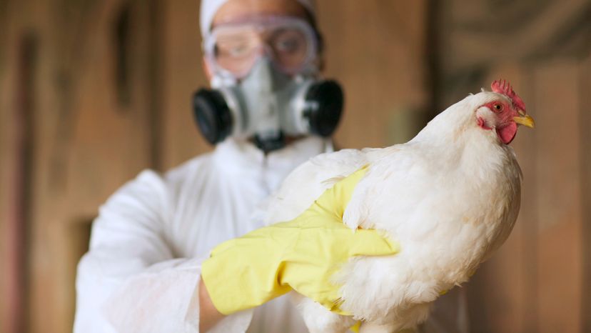 A man on protective suit and mask, carrying a hen or chicken.