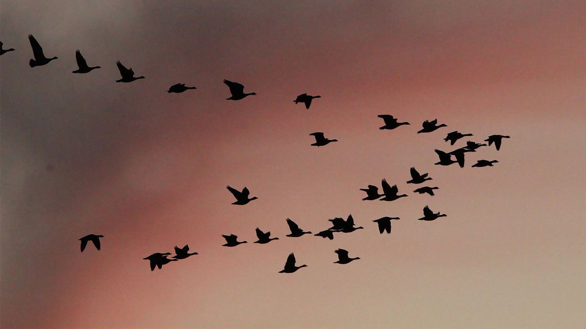 Birds Migrate Along Ancient Routes and Modern Tech Can Now Track Them