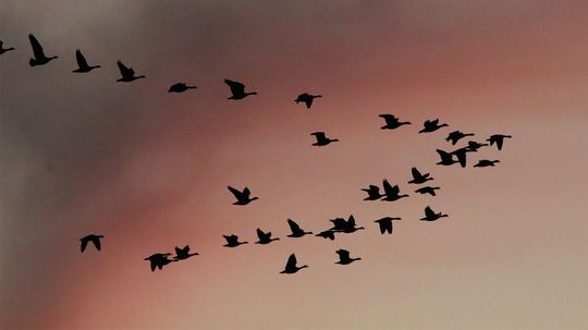 Birds Migrate Along Ancient Routes and Modern Tech Can Now Track Them