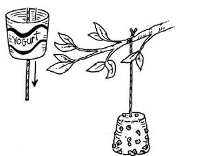 Remove the yogurt container and hang the suet bell from a tree. (Step 6)