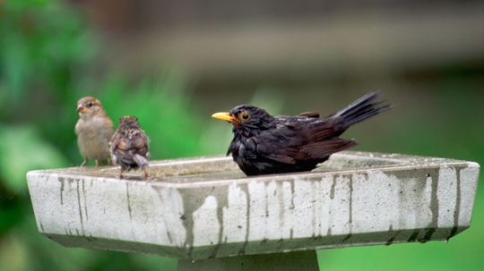 Can Different Bird Species 'Talk' with Each Other?